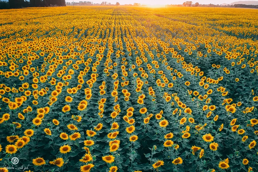 Girasoli