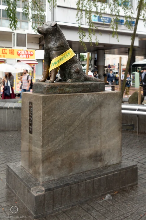 dsc02296_45295238462_o