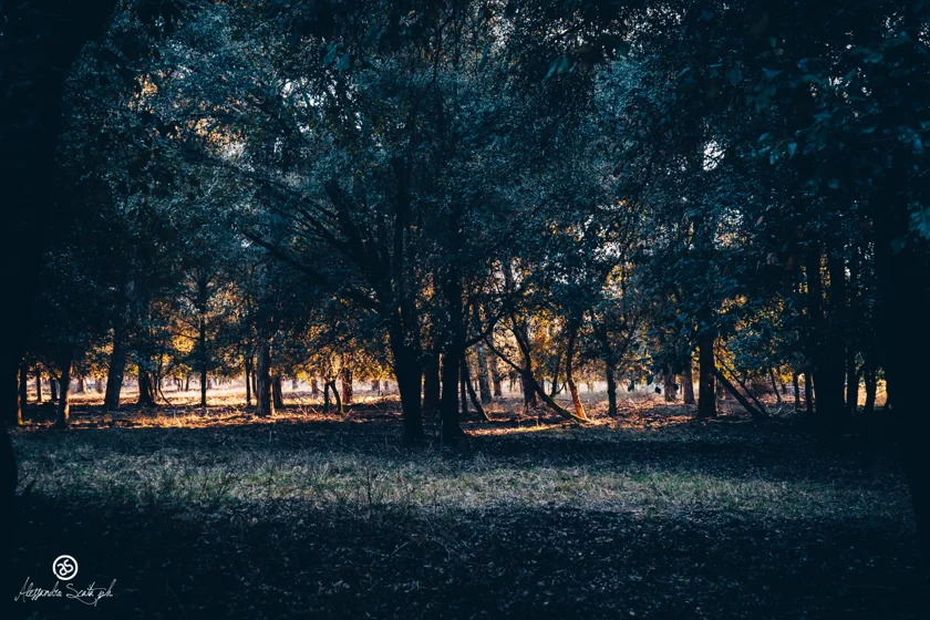 Parco di San Rossore - Pisa