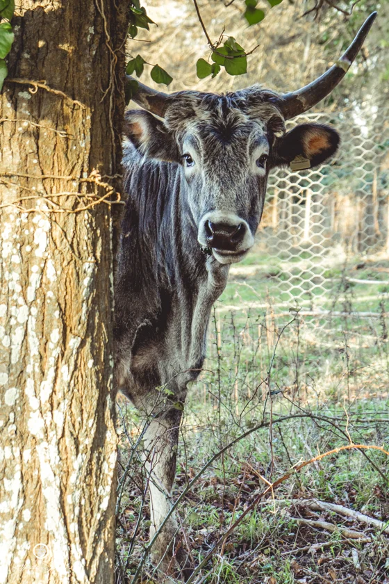Mucca al parco di San Rossore