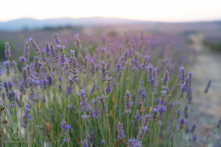 Campi di lavanda Santa Luce Pisa