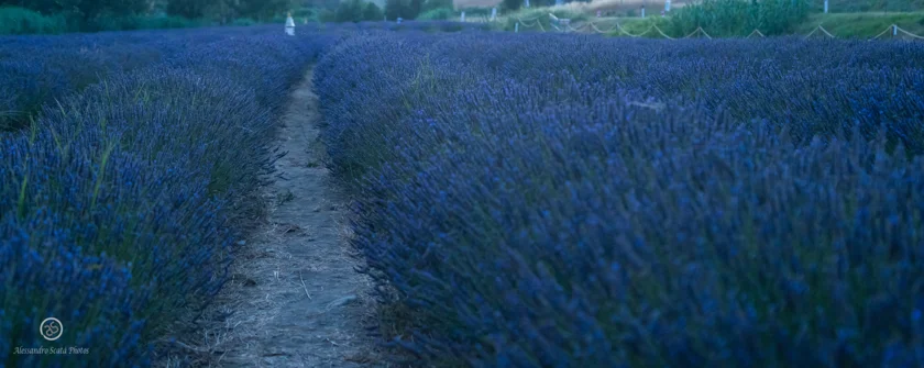 Campi di lavanda Santa Luce Pisa