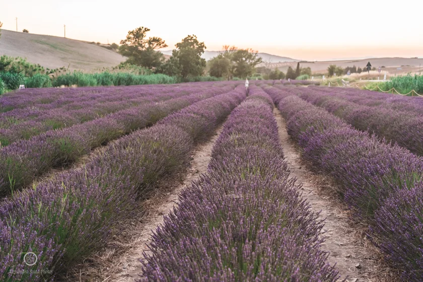 Campi di lavanda Santa Luce Pisa