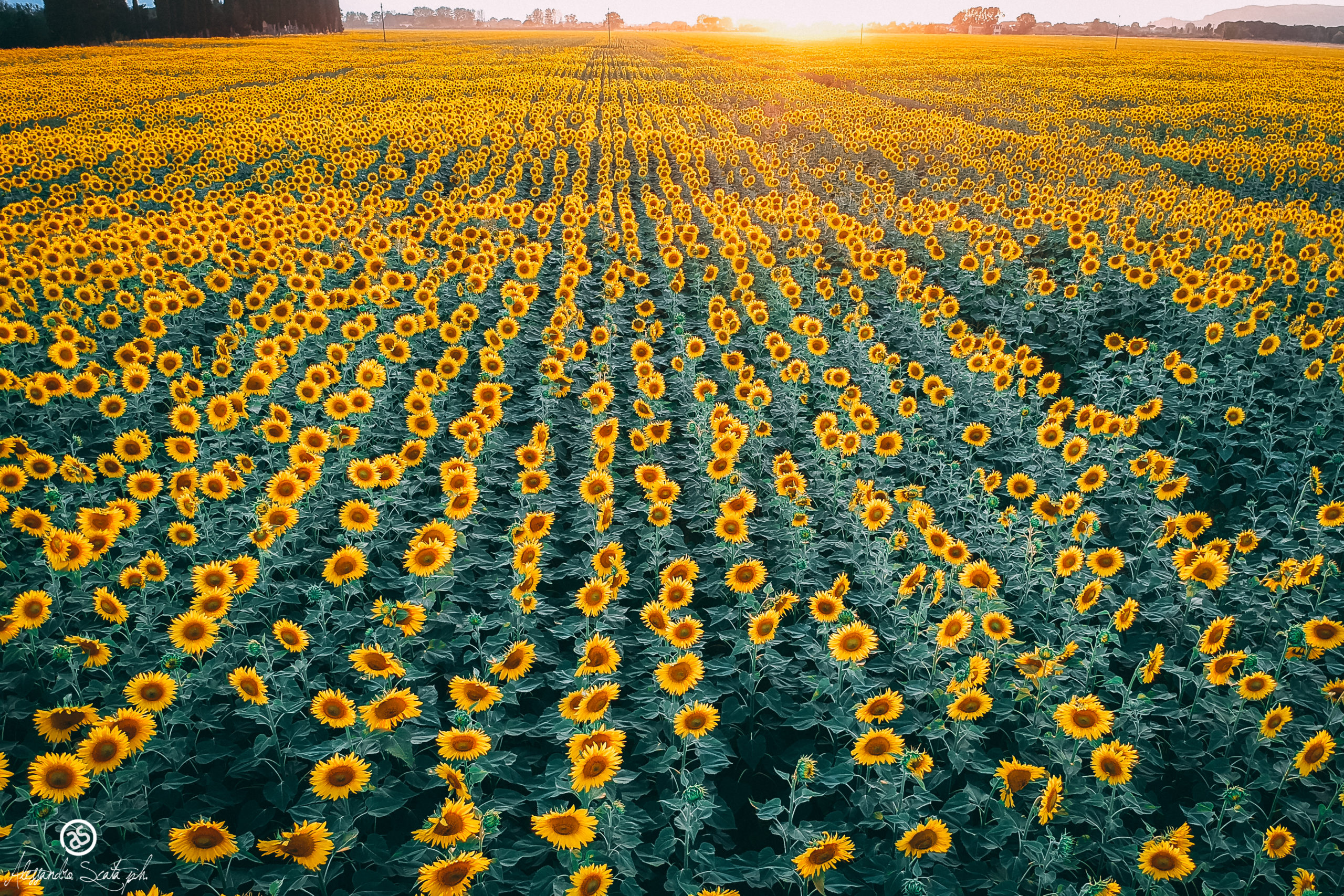 Girasoli, Drone